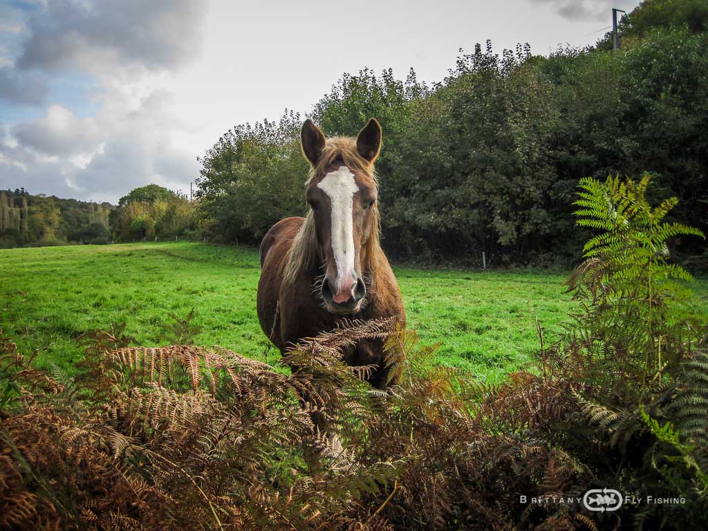 Ambiance-automne-Elorn-BrittanyFlyFishing-32