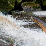 Guidage Pêche à la mouche du Saumon
