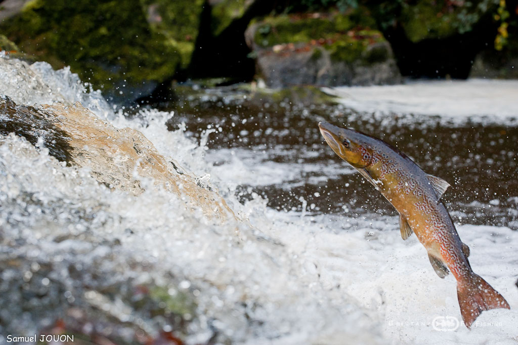 Saumons-Leguer-BrittanyFlyFishing-10