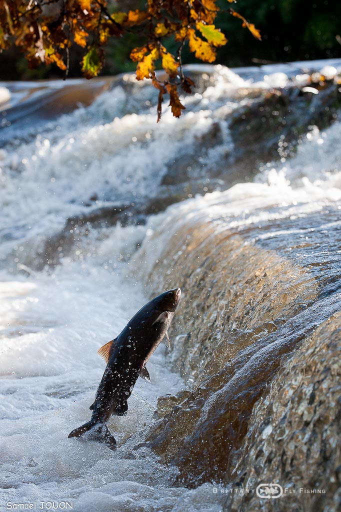 Saumons-Leguer-BrittanyFlyFishing-12