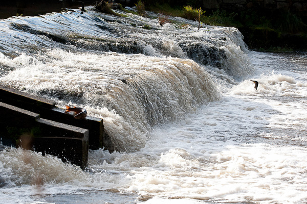 Saumons-Leguer-BrittanyFlyFishing-5