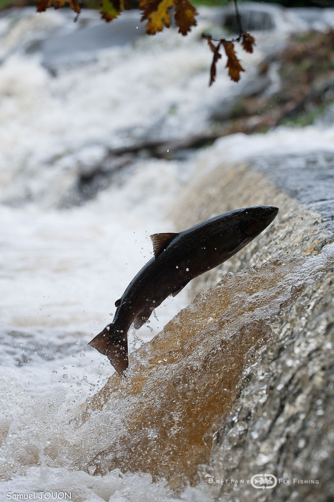 Saumons-Leguer-BrittanyFlyFishing-9
