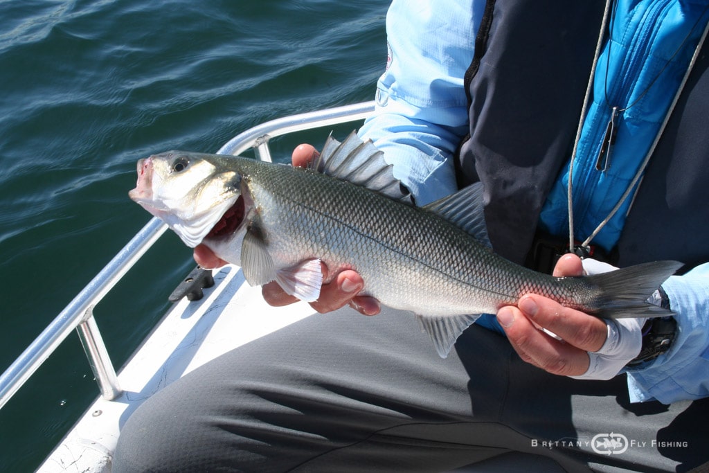 Baie-de-Morlaix-Brittany-Fly-Fishing-8