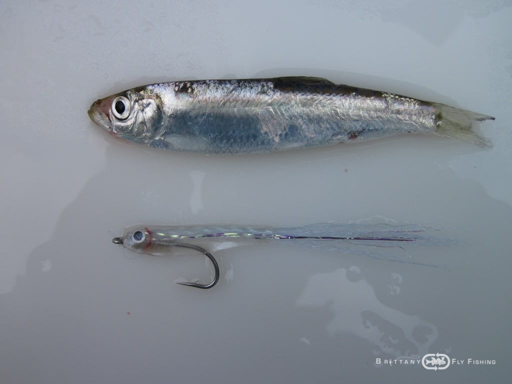 Arrivee-sardines-Brittany-Fly-Fishing-3
