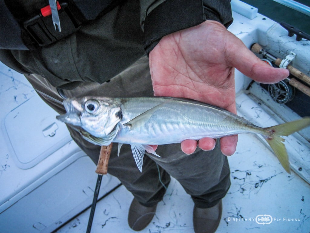 Baie-de-Morlaix-Brittany-Fly-Fishing-18