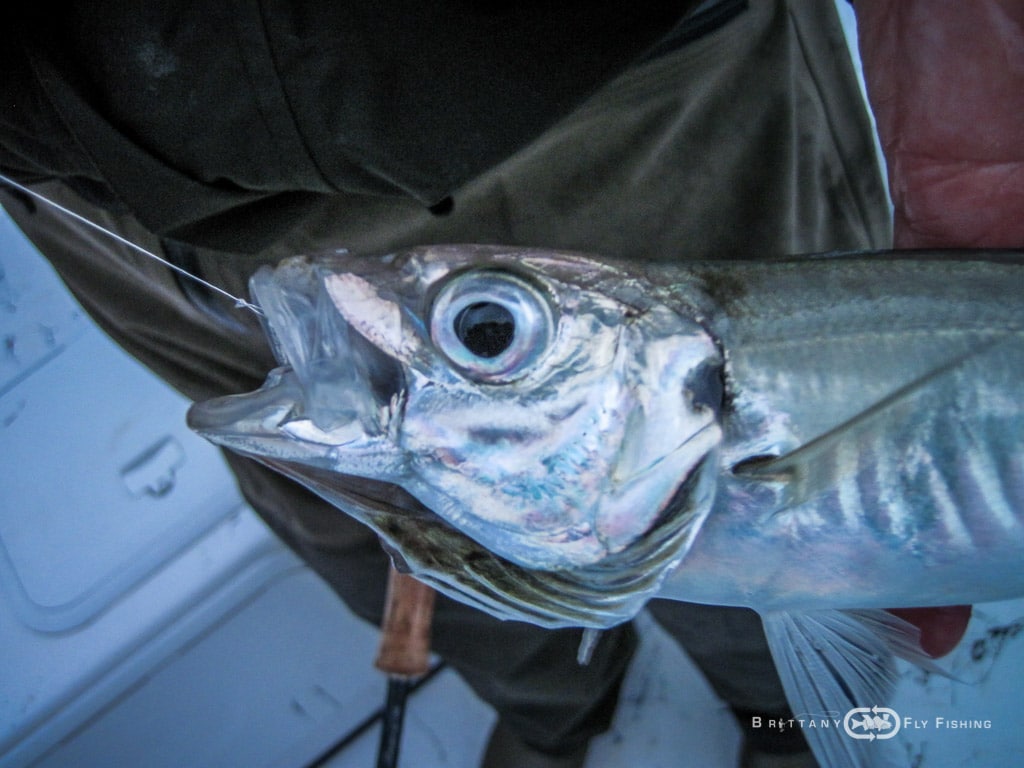 Baie-de-Morlaix-Brittany-Fly-Fishing-19