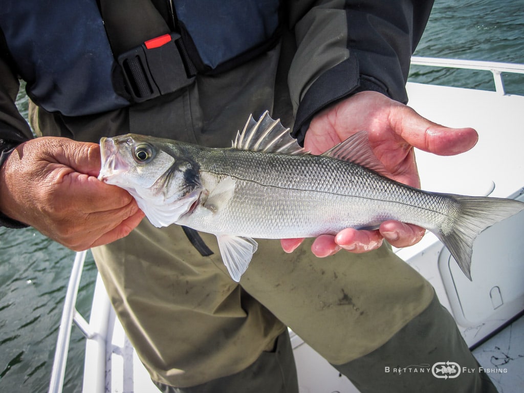 Baie-de-Morlaix-Brittany-Fly-Fishing-5