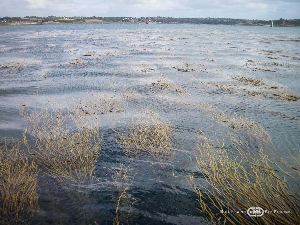 Baie-de-Morlaix-Brittany-Fly-Fishing-6