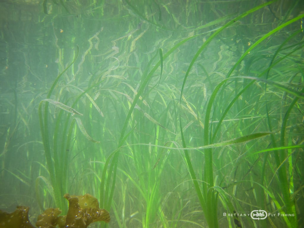 Le dédale des zostères, réservoir d'une grande biodiversité.