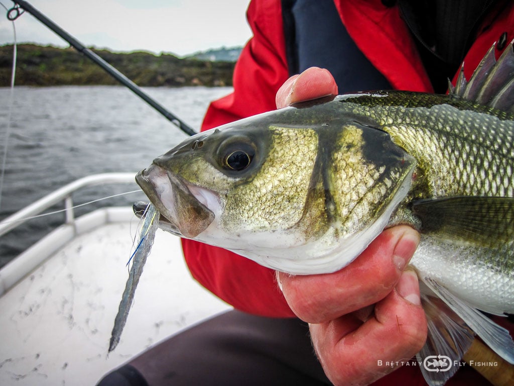 Bars-Mouche-Morlaix-BrittanyFlyFishing-6