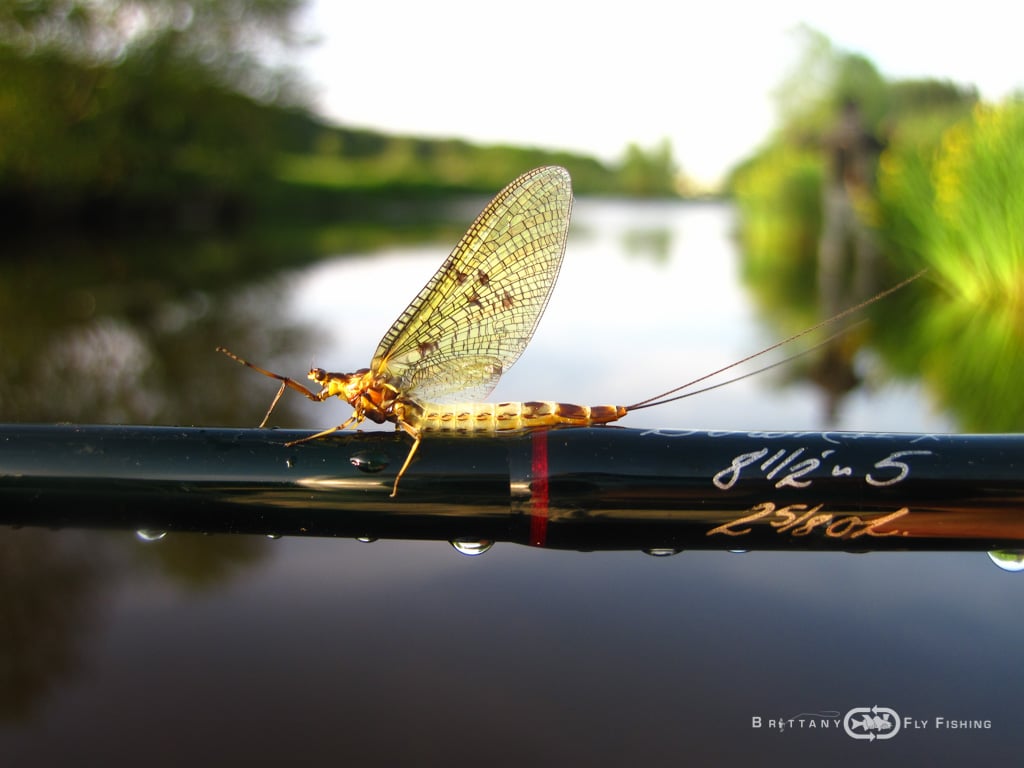 Fliegenfischer-Guide-Brittany-Fly-Fishing-3