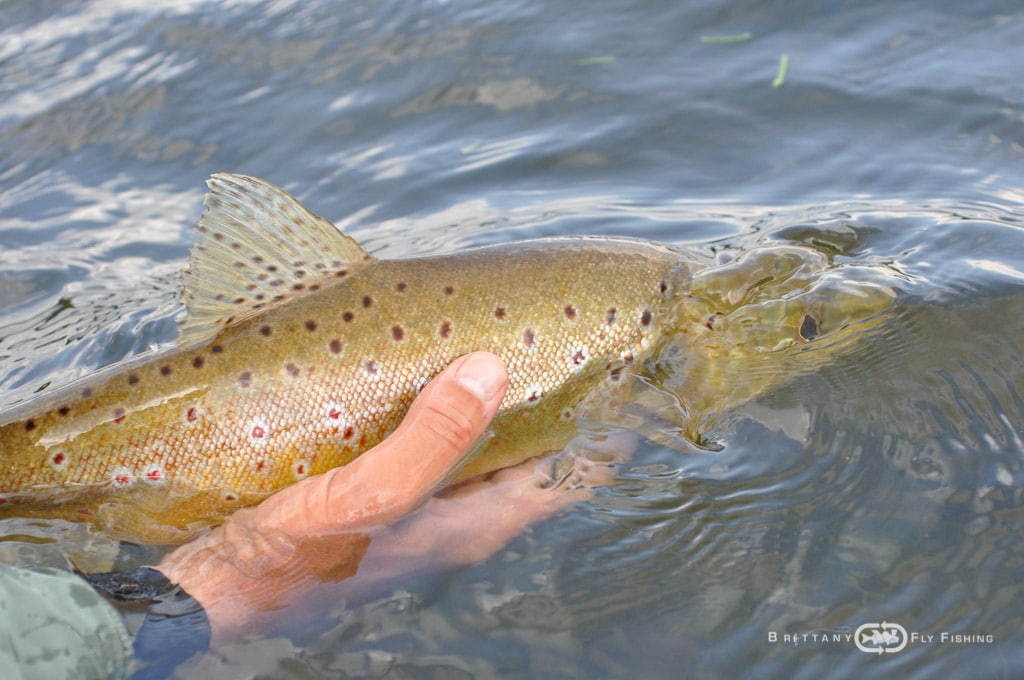 Fliegenfischer-Guide-Brittany-Fly-Fishing-6