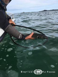 Pêche du bar à la mouche