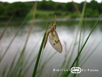 Pêche à la mouche en Finistère