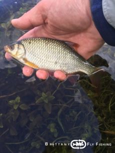 Stage pêche mouche en Finistère