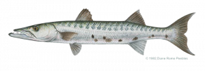 barracuda_great