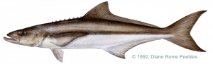 cobia