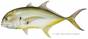 jack_crevalle