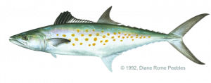 mackerel_span