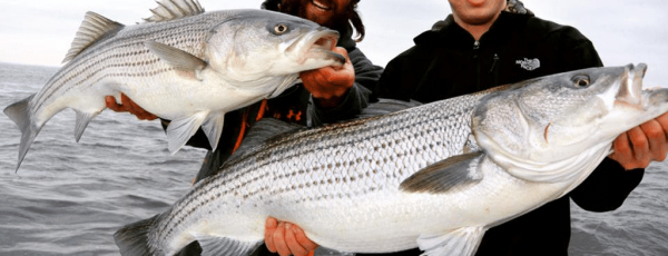 02-usa-east-coast-voyage-fly-fishing-striped-bass