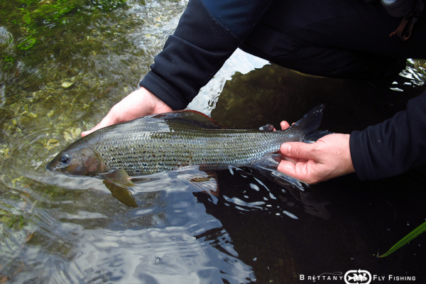 04-uk-angleterre-voyage-fly-fishing-ombre-grayling