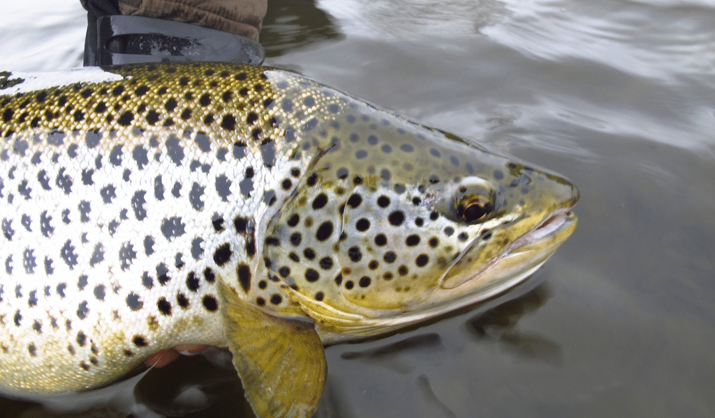 67-lough-sheelin-fly-fishing