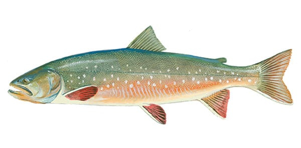 Arctic-Char