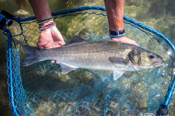 Fly fishing for seabass