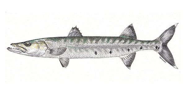 Barracuda