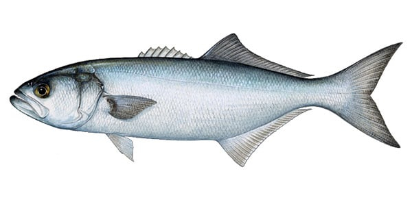 Bluefish