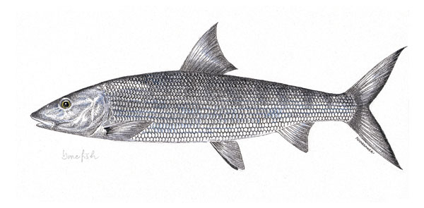 Bonefish