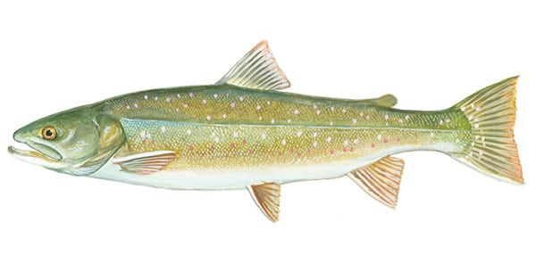 Dolly-Varden Dolly-Varden