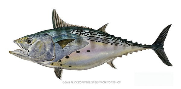 False-Albacore