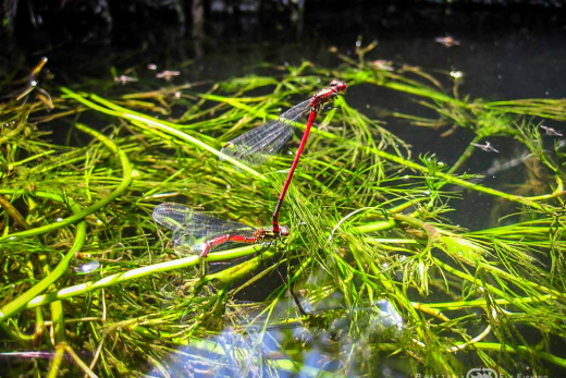 Les insectes bretons | Brittany Fly Fishing