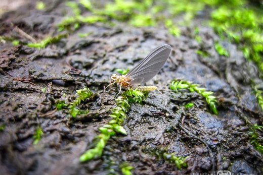 Les insectes bretons | Brittany Fly Fishing