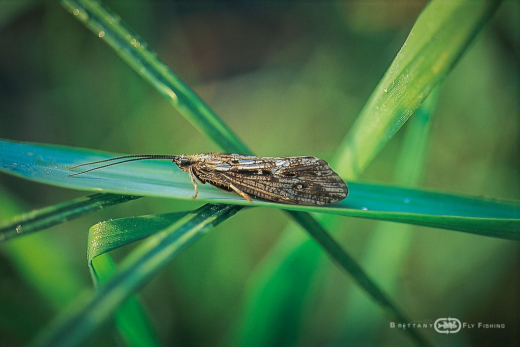 Les insectes bretons | Brittany Fly Fishing