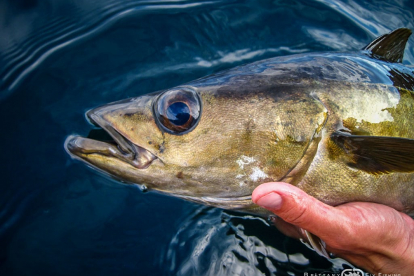 Fly fishing for seabass