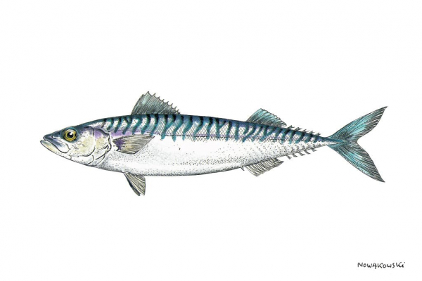 Fly fishing for seabass