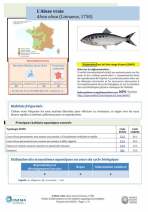 PDF-Alose