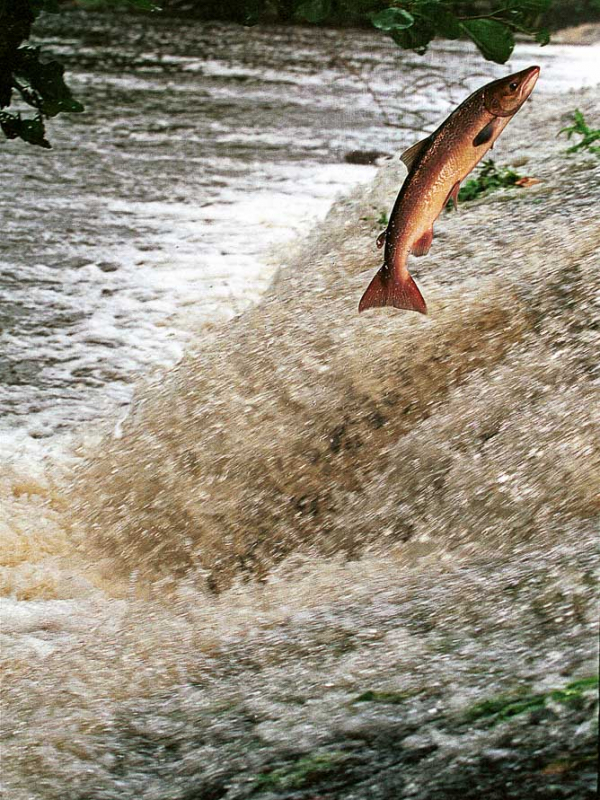 Photos-Ch-Le-Gac-BrittanyFlyFishing-2