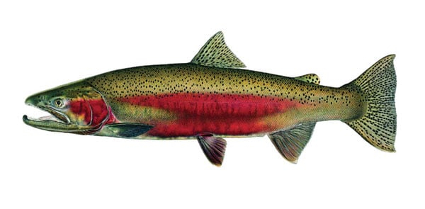 Steelhead Steelhead