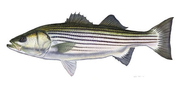 Striped-Bass