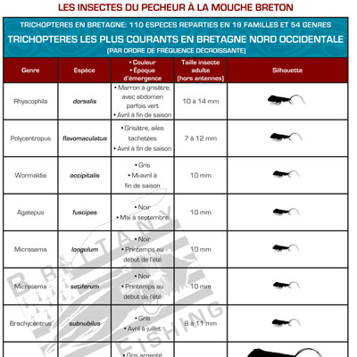 Tableau-trichopteres