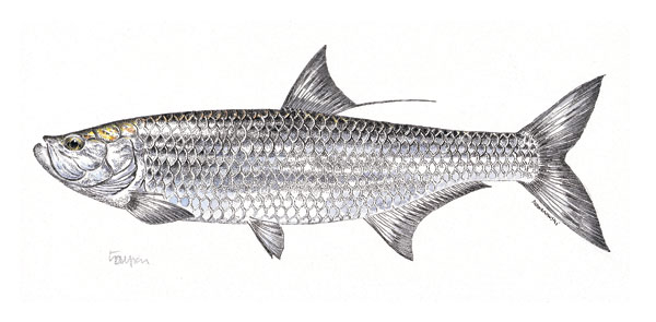 Tarpon