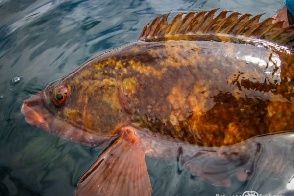 Fly fishing for seabass