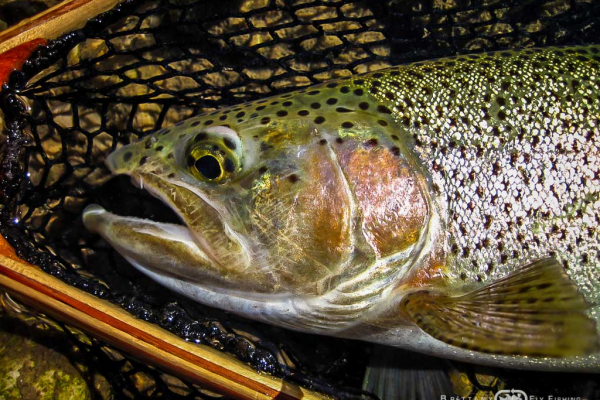 Voyage-Autriche-Brittany-Fly-Fishing-10