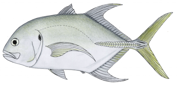 caranx_fischeri