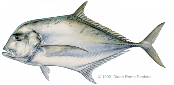 pompano_african