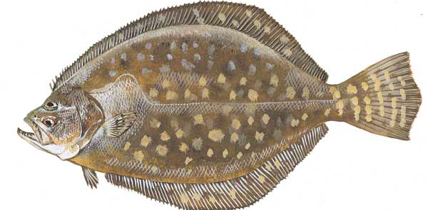 southernflounder