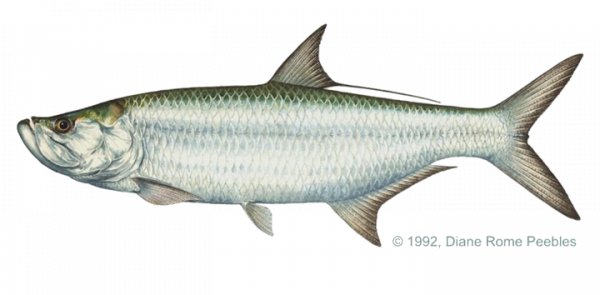 tarpon